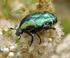 Käferlarven (Insecta: Coleoptera) in Baltischem Bernstein Möglichkeiten und Grenzen der Bestimmung