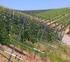 Schutz-Netz-Systeme für den Weinbau Obstbau Beeren- und Gemüseanbau