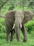 Elefant: Afrikanischer Elefant