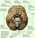 Aufbau und Funktion des Gehirns