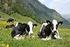 Seltene Rinderrassen in Österreich. Rinderzucht