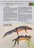 4.3.2 Bergmolch Ichthyosaura alpestris (Laurenti, 1768)