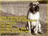 Tierschutz-Hundeverordnung. Vom 2. Mai 2001 (BGBl. I S. 838) 1 Anwendungsbereich