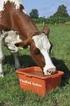 Mineralstoffversorgung bei Rindern und Kühen