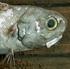 Betäuben und Schlachten von Fischen: Aktuelle Untersuchungsergebnisse