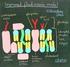 Biomembranen Fluidität