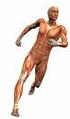 Bau und Funktion der Muskeln