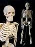Menschliches Skelett-Modell/Modèle squelette humain/
