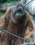 Kapitel I: Affen Orang-Utan - Gorilla - Schimpanse - Pavian VORSCHAU. - Wolf - Hyänen - Fischotter - Vielfraß - Stinktier