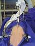 Endoskopische Kastration der Hündin