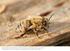 DIE VARROA- MILBE. Ein gefährlicher Bienenparasit