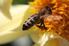 Wissenswertes über unsere Bienen