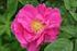 Gallica-Rosen. Rosa gallica Officinalis