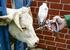 Überwachung von tierärztlichen Hausapotheken