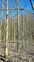 Bergahorn (Acer pseudoplatanus L.) Forstliche Herkunftsgebiete in der Bundesrepublik Deutschland