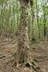 Entwicklungs- und Qualitätsvergleich eines Berg- Ahorn (Acer pseudoplatanus, L.) Anbauversuchs im Forstamt Hainich-Werratal