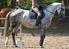 Verschiebung und Deformation des Sternum und Thorax bei Pferden Reiten verursacht Schäden am Pferdekörper