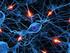Nervenzellen (Neuronen): wichtigste Aufgabe ist die Informationsverarbeitung. Gliazellen: Keine Informationsverarbeitung, Stütz- und Hüllfunktionen.