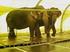 Dokumentation der Elefantenhaltung im Circus Krone