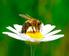 Gemeinnütziger Verein zum Schutz der Honigbiene