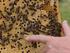 SWR2 Wissen Bienensterben