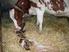 Mit der richtigen Fütterung die Kuh auf die Geburt vorbereiten