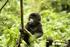 Sanfte Riesen im Regenwald in Uganda und Ruanda 15 Tage Rundreise min. 2 Pers. max. 12 Pers. ab Euro