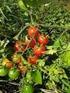 Gebrauchsanleitung. Solanum lycopersicum