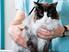 Ein Katzenleben mit Schilddrüsenüberfunktion