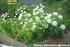 Riesenbärenklau. (Heracleum mantegazzianum) Gefahren