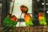 Vogelfreunde, Tipps zur Haltung von Vögeln 6. Sittich Spezial 7 Papageien Diät 7