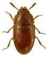 Zum Vorkommen der Helopini Latreille 1802 (Coleoptera: Tenebrionidae) in der Region Südtirol-Trentino (N-Italien)