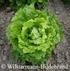 Falscher Mehltau (Bremia lactucae) an Salat (Lactuca sativa) Welches Potenzial haben Pflanzenstärkungsmittel?