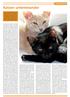 Katzen untereinander. Katzenallerlei