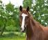 Bedeutung für den Pferdekauf sowie eine falsche Behandlung durch den Tierarzt