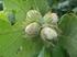 Die Haselnuss (Corylus avellana) aus der Familie der Birkengewächse (Betulaceae) dürfte die älteste bei uns beheimatete Obstart sein.