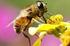 Bakterielle Infektionen der Honigbiene