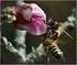 Bienen und Honig in der Mythologie