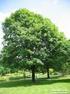 Quercus petraea Trauben-Eiche (Fagaceae), Baum des Jahres 2014