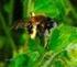 Eine neue Art der Andrena taraxaci-gruppe aus Italien und der Schweiz (Hymenoptera, Andrenidae, Andrena, Subgenus Chlorandrena)