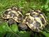 Europäische Landschildkröten. Das richtige Futter für Ihre Schildkröten und Leguane