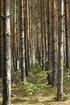 BMBF-Förderschwerpunkt Nachhaltige Waldwirtschaft