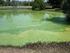 Cyanobakterien (Blaualgen) und toxine Wasserblüte