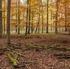 300 Jahre Nachhaltigkeit - Plantage oder Wildnis? Wald- und Baumlandschaften im Wandel