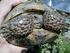 1,3 Zuchtgruppe Agrionemys horsfieldii. Meine Erfahrungen mit der Schildkrötenhaltung. von Oliver Gebauer