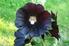 möglich Stockrose Althea rosea Getrocknete Blüten als Tee gegen Halsentzündung, schöne Gartenstaude