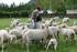 Ökonomische Schaf- und Ziegenhaltung