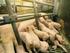Stärken und Schwächen der französischen Schweinehaltung - Denkanstöße von einer Exkursion in die Bretagne -
