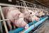 Vergleich der Schweinemast in Stallungen konventioneller und alternativer Bauweise