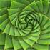 Geometrie und Pflanzenwachstum